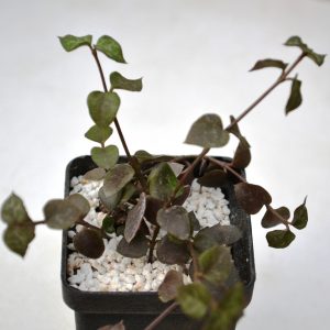 Ceropegia sp.