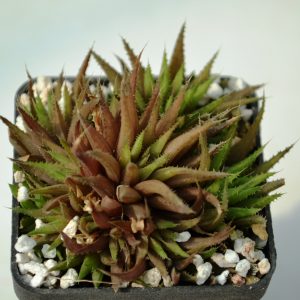 Haworthia angustifolia v. liliputana