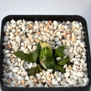 Gasteria minima f. variagata