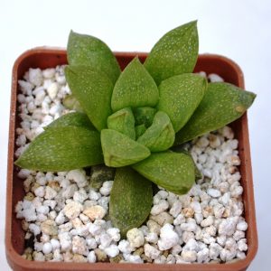 Haworthia turgida superecta