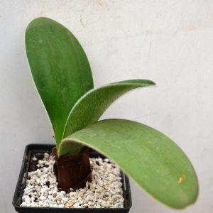 Haemanthus albiflos