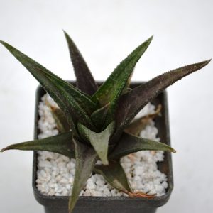 Haworthia nigra x scabra