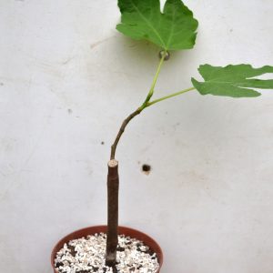 Ficus carica - инжир