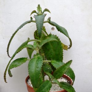 Kalanchoe bryophyllum
