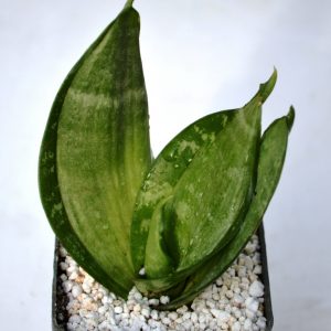 Sansevieria trifasciata Hahnii "Silver Hahnii"
