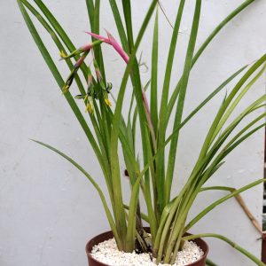 Billbergia nutans
