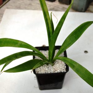 Sansevieria dooneri