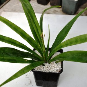 Sansevieria dooneri