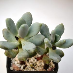 Pachyphytum oviferum