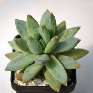 Pachiveria glauca
