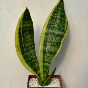 Sansevieria Trifasciata