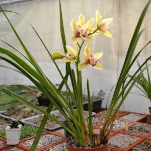 Cymbidium