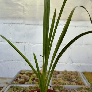 Cymbidium