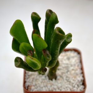 Crassula ovata cv. " Gollum"