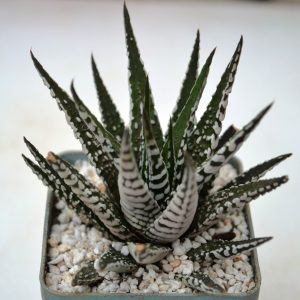 Haworthia fasciala «Alba»