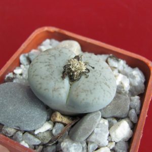 Lithops pseudotruncatella