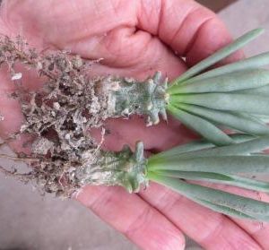 tylecodon species ЮАР
