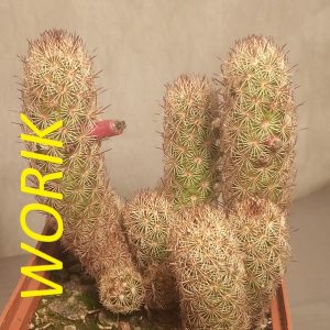 MAMMILLARIA ELONGATA CV. KOPPER KING
