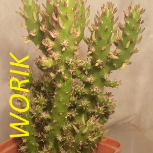 AUSTROCYLINDROPUNTIA SUBULATA F. MONSTROSA