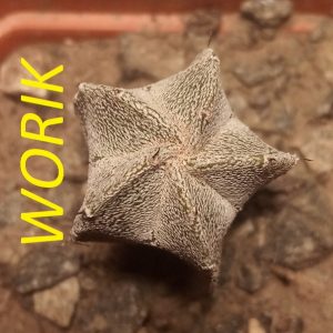 ASTROPHYTUM COAHUILENSE