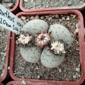Dinteranthus wanzilii PV644 -seeds-семена- s