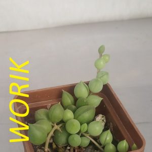senecio rowleyanus