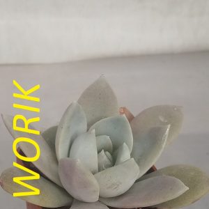 Echeveria cv.Valentina