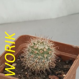 NOTOCACTUS SCHLOSSERI (MESA GARDEN 1077.5)