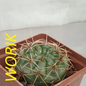 gymnocalycium deeszianum