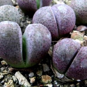 tanquana hilmarii