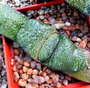 gasteria armstrongii Renny Wong
