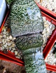 gasteria armstrongii Renny Wong