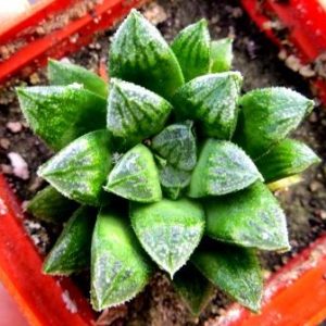 haworthia hybrid