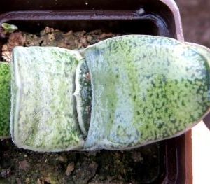 gasteria armstrongii Renny Wong