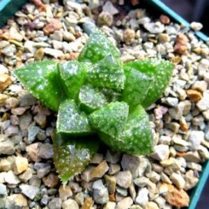 haworthia hybrid