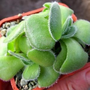 crassula tomentosa