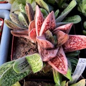 gasteria little warty