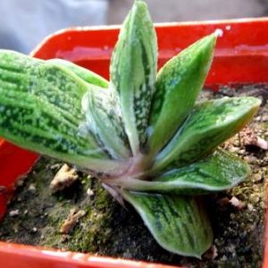 gasteria little warty