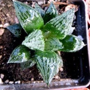 haworthia black major