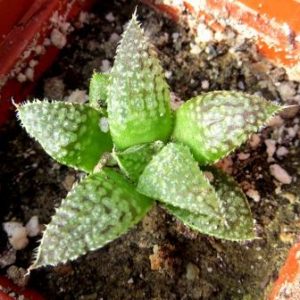 haworthia esterhuizenii