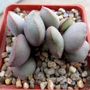 4724 PV adromischus marianae hallii Aurus №1