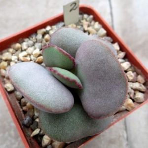 4724 PV adromischus marianae hallii Aurus №2