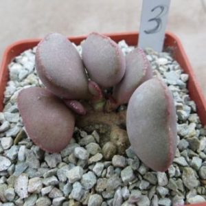 4724 PV adromischus marianae hallii Aurus №3