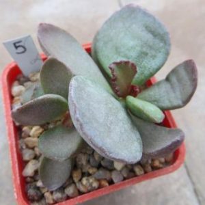 adromischus blosianus MBG 723/53  №5