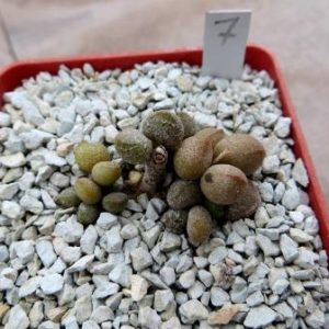 adromischus marianiae little spheroid №7