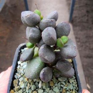 adromischus marianae blosianus Holger River №9