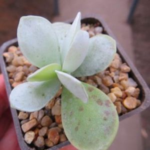 adromischus leucophyllus