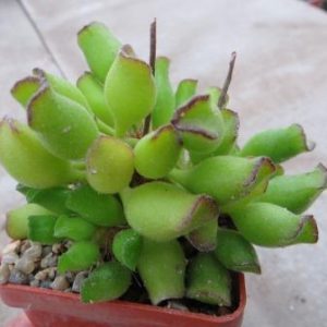 adromischus cristatus kleinpoort №11