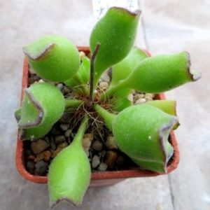 adromischus cristatus kleinpoort №12