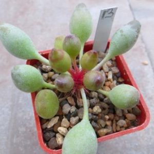 adromischus clavifolius №13